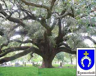 Family oak tree
